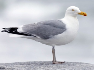 Цахлай (Мөнгөлөг цахлай)